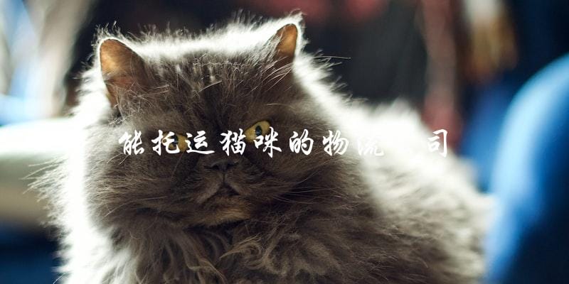 哪些物流公司能够托运猫咪? 哪些物流公司能够托运猫咪?