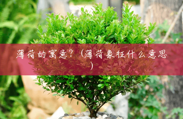 薄荷的寓意?(薄荷象征什么意思) 薄荷的寓意?(薄荷象征什么意思)
