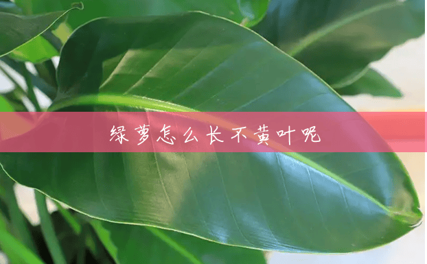 绿萝怎么长不黄叶呢 绿萝怎么长不黄叶呢