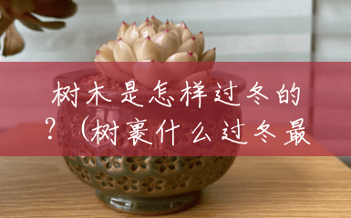 树木是怎样过冬的？(树裹什么过冬最好)