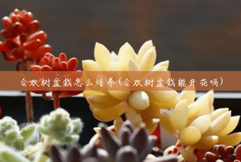 合欢树盆栽怎么培养(合欢树盆栽能开花吗) 合欢树盆栽怎么培养(合欢树盆栽能开花吗)