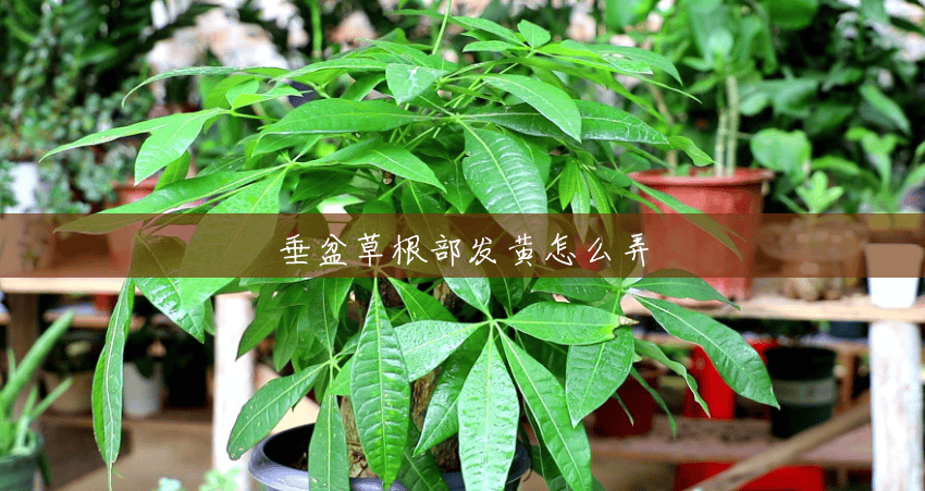 垂盆草根部发黄怎么弄 垂盆草根部发黄怎么弄