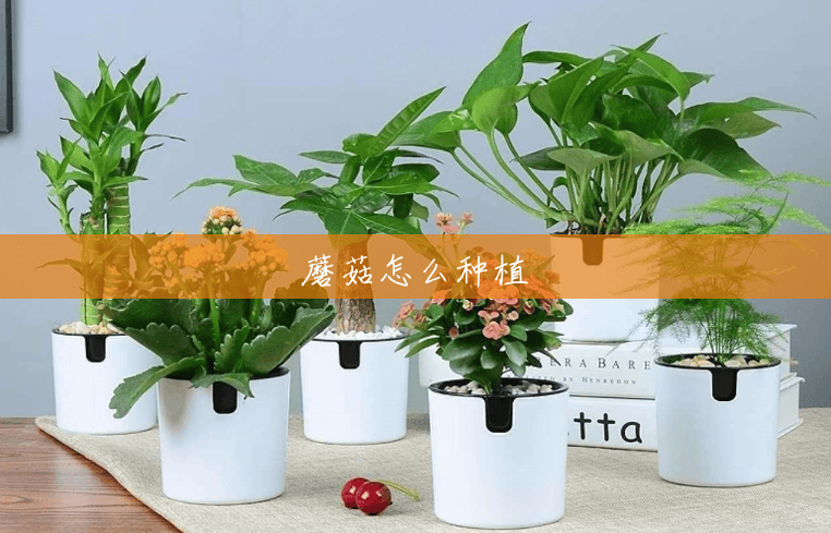 蘑菇怎么种植 蘑菇怎么种植