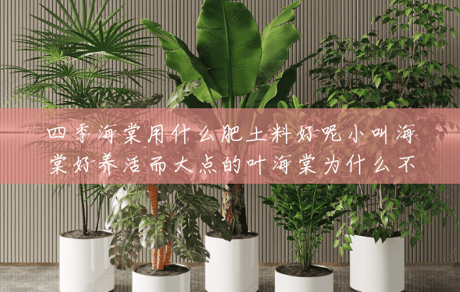 四季海棠用什么肥土料好呢小叫海棠好养活而大点的叶海棠为什么不好养？(四季海棠喜欢什么肥料)