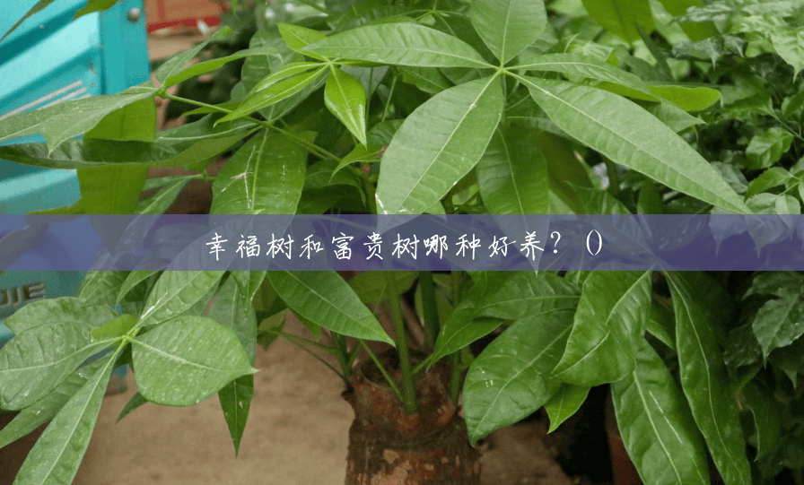 幸福树和富贵树哪种好养?() 幸福树和富贵树哪种好养?()