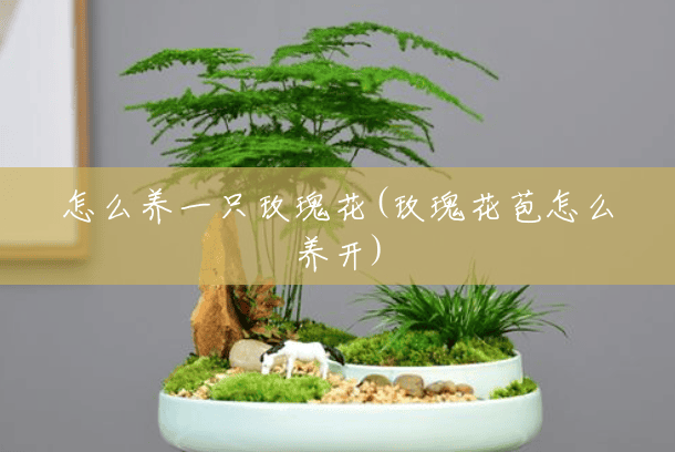 怎么养一只玫瑰花(玫瑰花苞怎么养开) 怎么养一只玫瑰花(玫瑰花苞怎么养开)