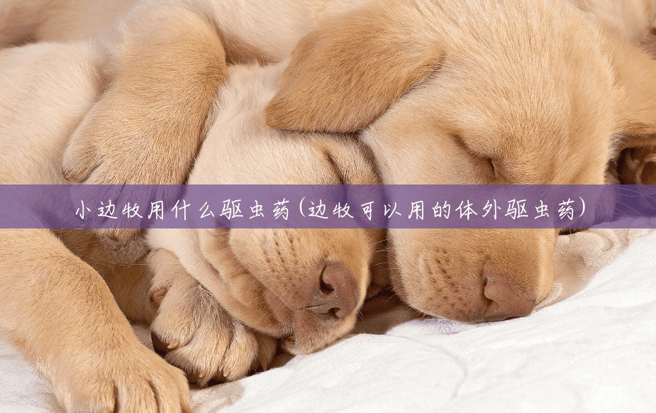 小边牧用什么驱虫药(边牧可以用的体外驱虫药)