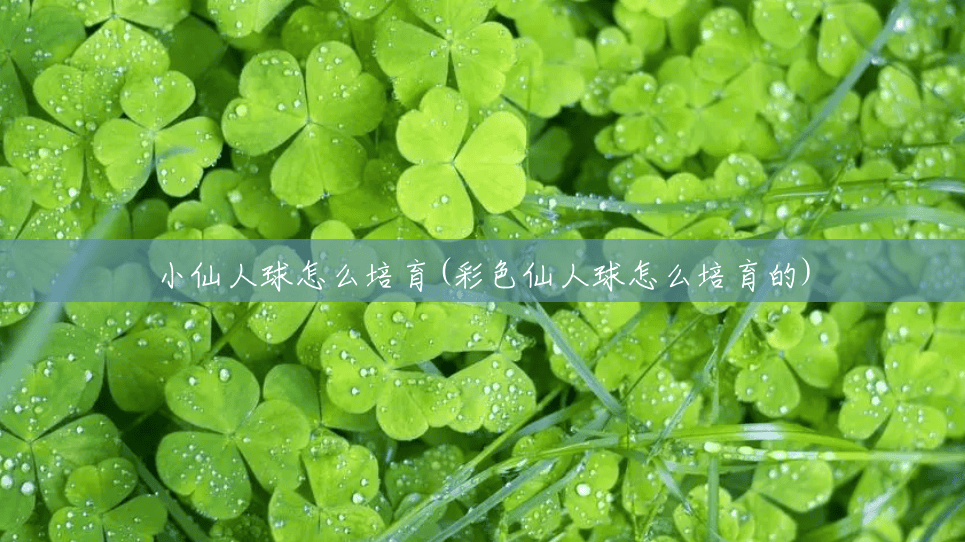 小仙人球怎么培育(彩色仙人球怎么培育的) 小仙人球怎么培育(彩色仙人球怎么培育的)