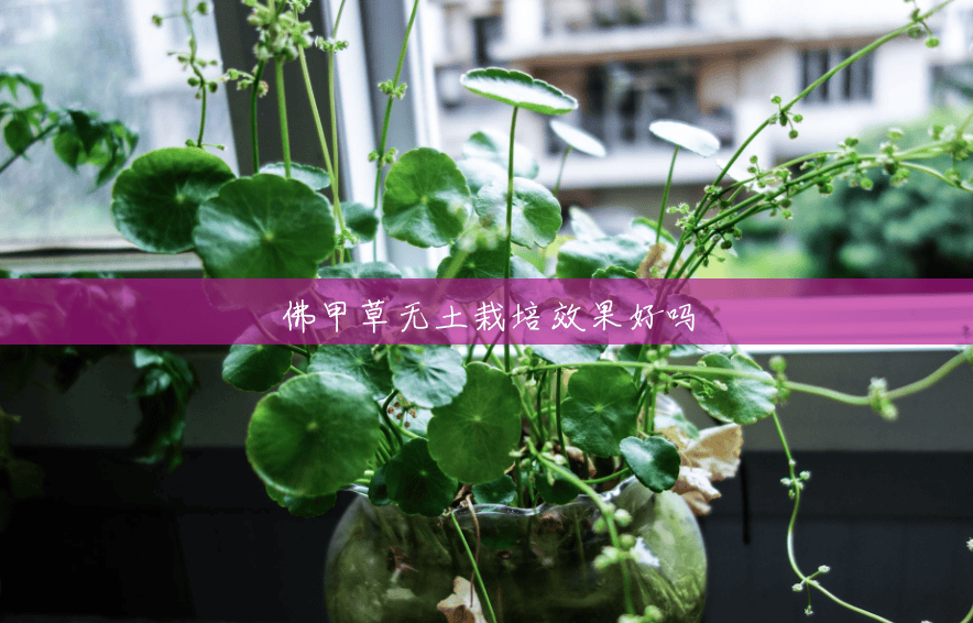 佛甲草无土栽培效果好吗 佛甲草无土栽培效果好吗