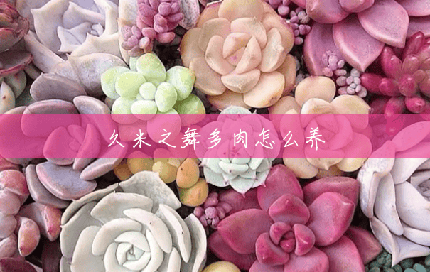 久米之舞多肉怎么养 久米之舞多肉怎么养