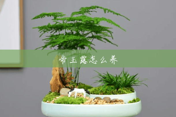 帝玉露怎么养 帝玉露怎么养