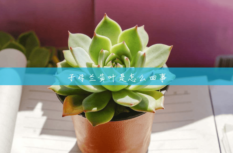 子母兰黄叶是怎么回事 子母兰黄叶是怎么回事