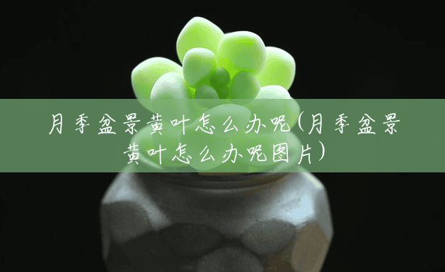 月季盆景黄叶怎么办呢(月季盆景黄叶怎么办呢图片)