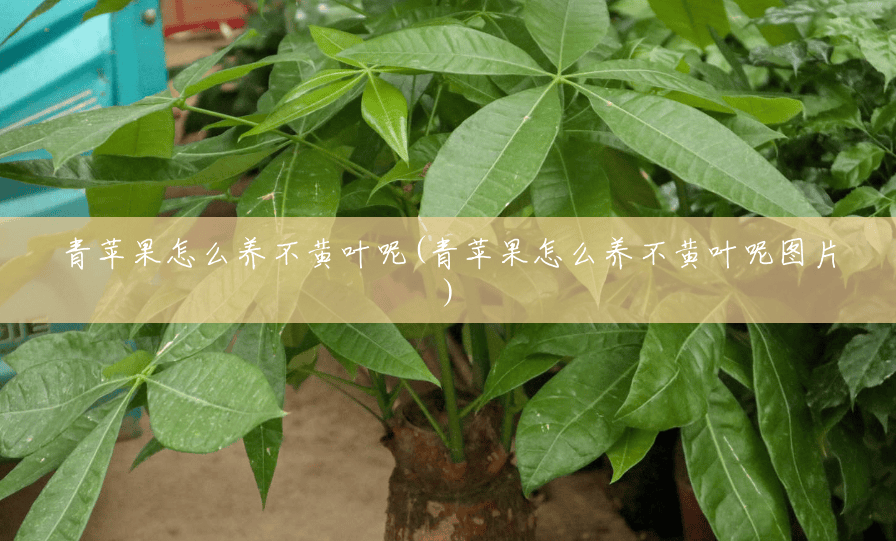 青苹果怎么养不黄叶呢(青苹果怎么养不黄叶呢图片) 青苹果怎么养不黄叶呢(青苹果怎么养不黄叶呢图片)