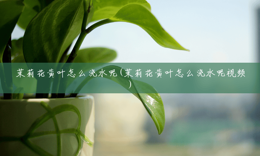 茉莉花黄叶怎么浇水呢(茉莉花黄叶怎么浇水呢视频)