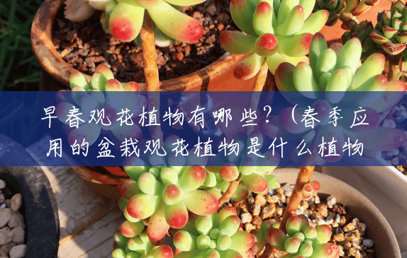早春观花植物有哪些?(春季应用的盆栽观花植物是什么植物) 早春观花植物有哪些?(春季应用的盆栽观花植物是什么植物)