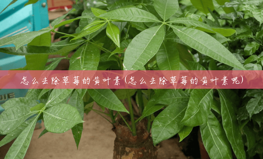 怎么去除草莓的黄叶素(怎么去除草莓的黄叶素呢)