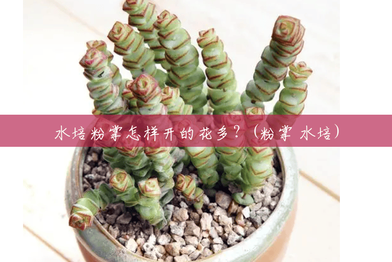 水培粉掌怎样开的花多？(粉掌 水培)
