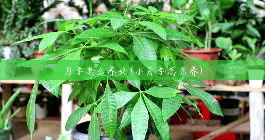 月季怎么养好(小月季怎么养) 月季怎么养好(小月季怎么养)
