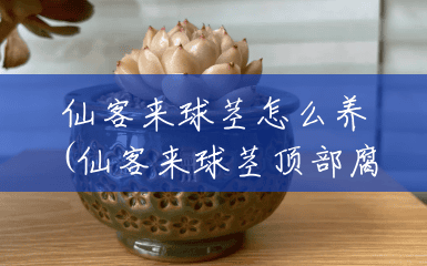 仙客来球茎怎么养(仙客来球茎顶部腐烂还能活吗) 仙客来球茎怎么养(仙客来球茎顶部腐烂还能活吗)