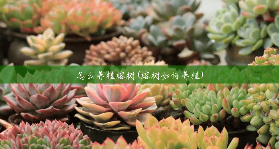 怎么养植榕树(榕树如何养植)