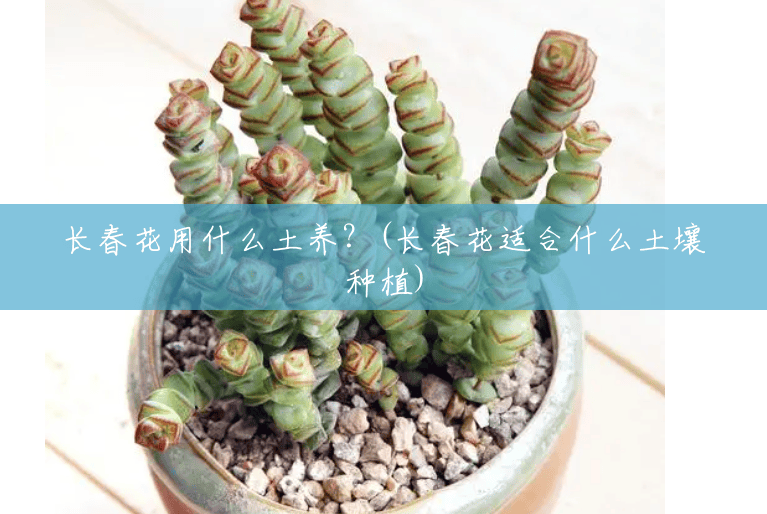 长春花用什么土养?(长春花适合什么土壤种植) 长春花用什么土养?(长春花适合什么土壤种植)
