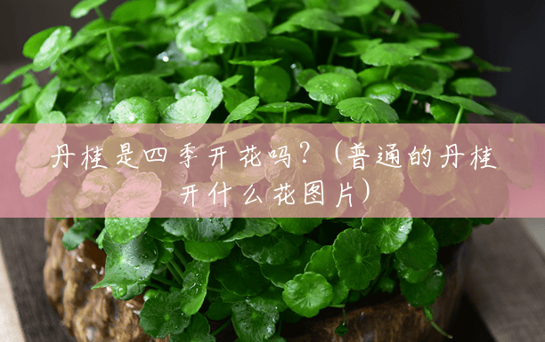 丹桂是四季开花吗?(普通的丹桂开什么花图片) 丹桂是四季开花吗?(普通的丹桂开什么花图片)
