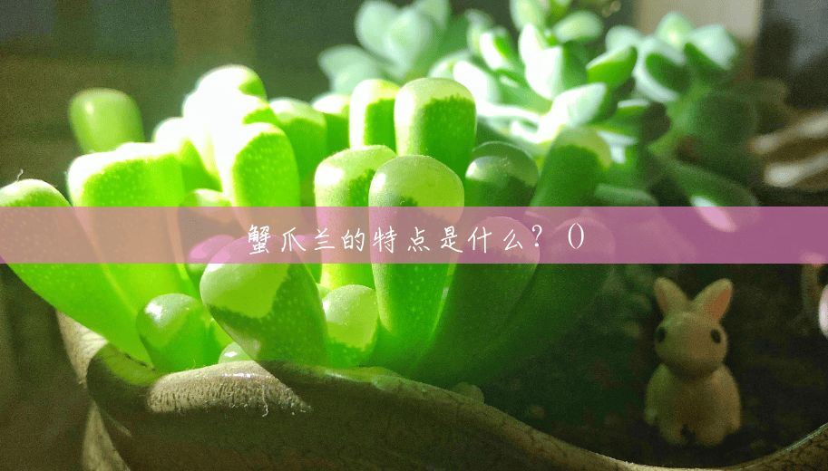 蟹爪兰的特点是什么?() 蟹爪兰的特点是什么?()