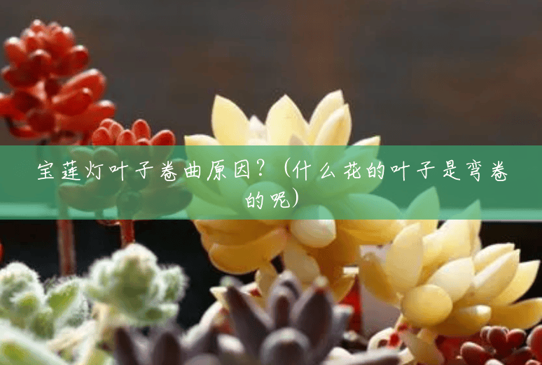 宝莲灯叶子卷曲原因?(什么花的叶子是弯卷的呢) 宝莲灯叶子卷曲原因?(什么花的叶子是弯卷的呢)