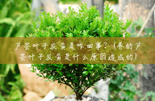 芦荟叶子发黄是咋回事?(养的芦荟叶子发黄是什么原因造成的) 芦荟叶子发黄是咋回事?(养的芦荟叶子发黄是什么原因造成的)