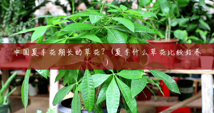 中国夏季花期长的草花?(夏季什么草花比较好养) 中国夏季花期长的草花?(夏季什么草花比较好养)
