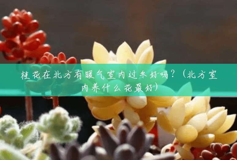 桂花在北方有暖气室内过冬好吗?(北方室内养什么花最好) 桂花在北方有暖气室内过冬好吗?(北方室内养什么花最好)