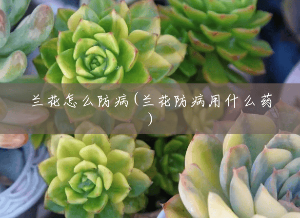 兰花怎么防病(兰花防病用什么药) 兰花怎么防病(兰花防病用什么药)