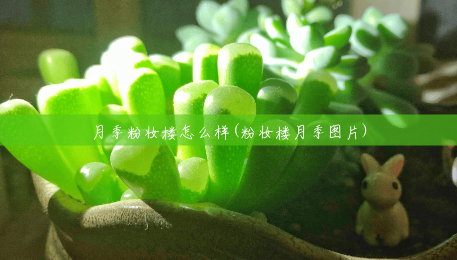 月季粉妆楼怎么样(粉妆楼月季图片) 月季粉妆楼怎么样(粉妆楼月季图片)