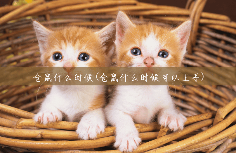 仓鼠什么时候(仓鼠什么时候可以上手) 仓鼠什么时候(仓鼠什么时候可以上手)