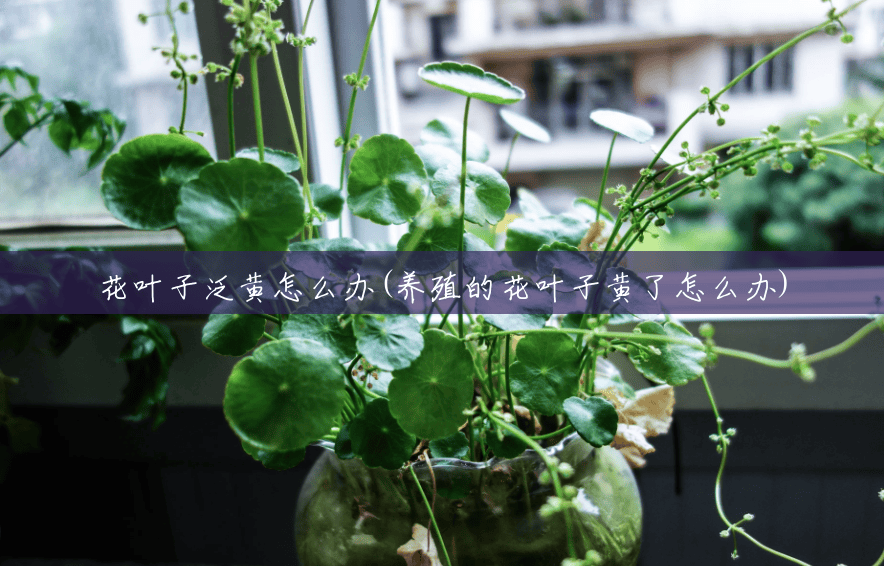 花叶子泛黄怎么办(养殖的花叶子黄了怎么办) 花叶子泛黄怎么办(养殖的花叶子黄了怎么办)