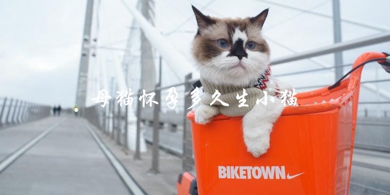 母猫怀孕多久才会生小猫？