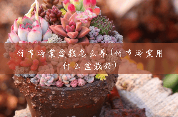 竹节海棠盆栽怎么养(竹节海棠用什么盆栽好)
