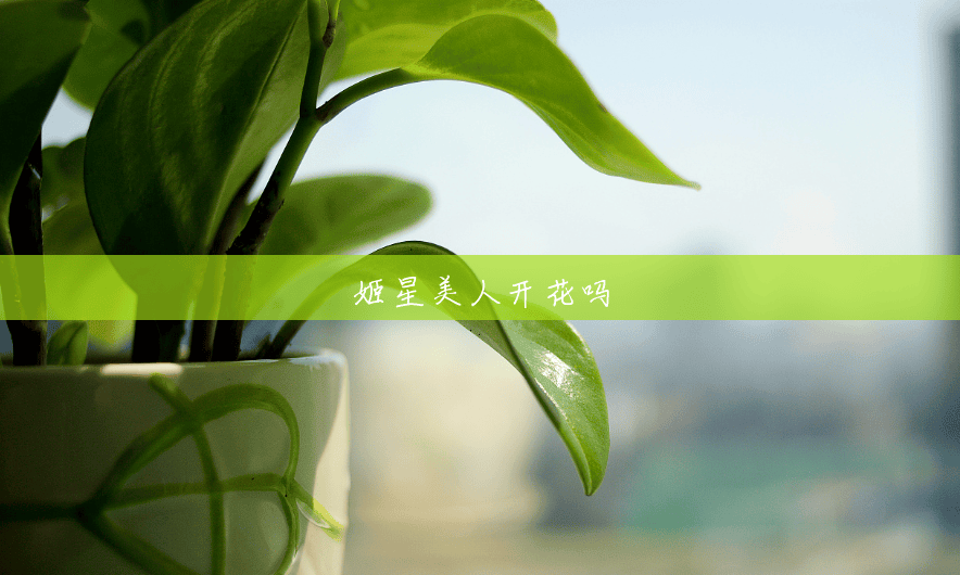姬星美人开花吗 姬星美人开花吗