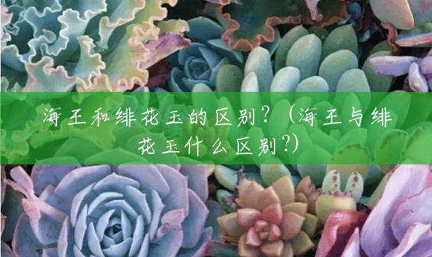 海王和绯花玉的区别？(海王与绯花玉什么区别?)