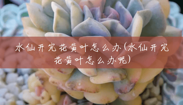 水仙开完花黄叶怎么办(水仙开完花黄叶怎么办呢) 水仙开完花黄叶怎么办(水仙开完花黄叶怎么办呢)