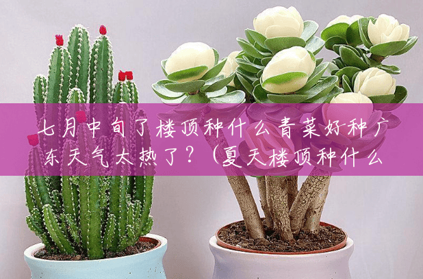 七月中旬了楼顶种什么青菜好种广东天气太热了?(夏天楼顶种什么植物好) 七月中旬了楼顶种什么青菜好种广东天气太热了?(夏天楼顶种什么植物好)