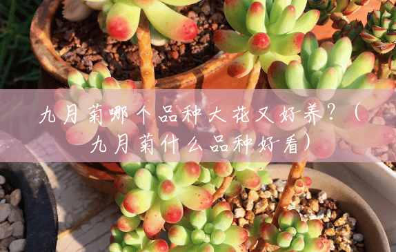 九月菊哪个品种大花又好养?(九月菊什么品种好看) 九月菊哪个品种大花又好养?(九月菊什么品种好看)