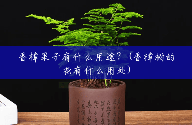 香樟果子有什么用途?(香樟树的花有什么用处) 香樟果子有什么用途?(香樟树的花有什么用处)
