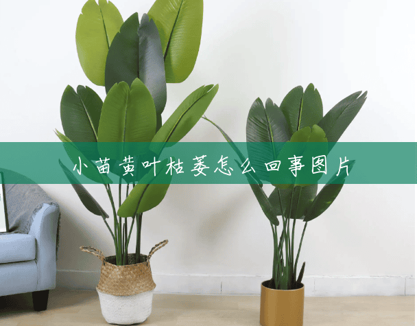 小苗黄叶枯萎怎么回事图片