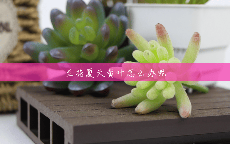 兰花夏天黄叶怎么办呢 兰花夏天黄叶怎么办呢