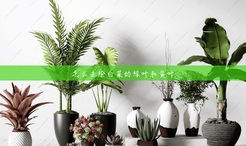 怎么去除白菜的绿叶和黄叶 怎么去除白菜的绿叶和黄叶