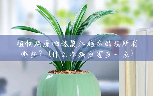 植物病原物越夏和越冬的场所有哪些？(什么花病虫害多一点)