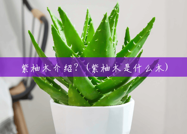 紫柚木介绍？(紫柚木是什么木)