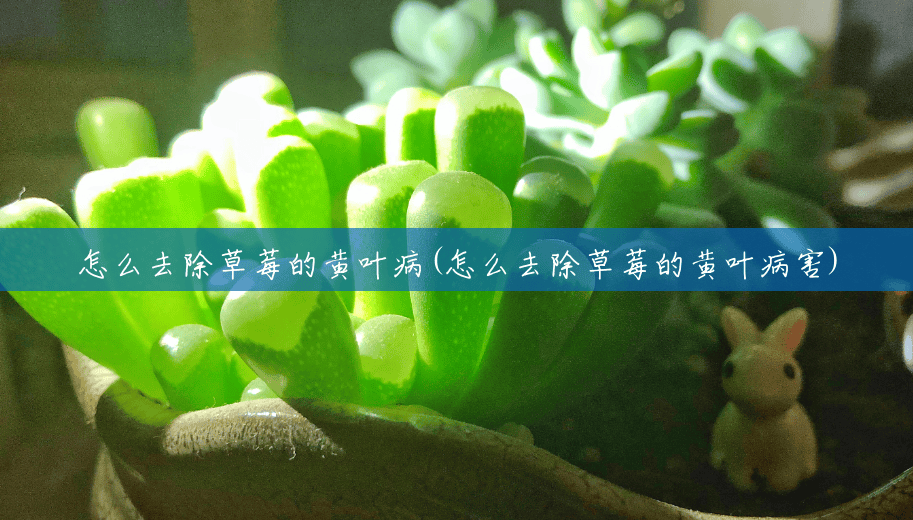 怎么去除草莓的黄叶病(怎么去除草莓的黄叶病害) 怎么去除草莓的黄叶病(怎么去除草莓的黄叶病害)
